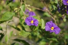 DSC05185