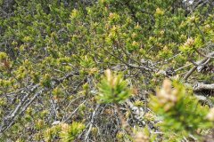 IMG_20200501_151658