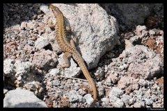 DSC01794-01
