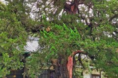 IMG_20191027_114203