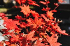 IMG_20191101_110143