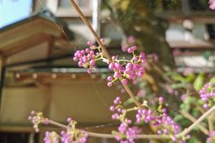 IMG_20191102_133119