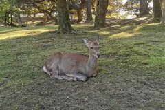 IMG_20191106_130632