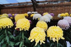 IMG_20191108_131313