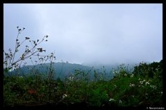 DSC07369