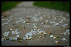 DSC07399