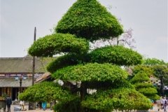 DSC07939