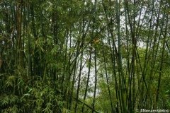 DSC08420