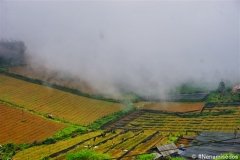 DSC08431