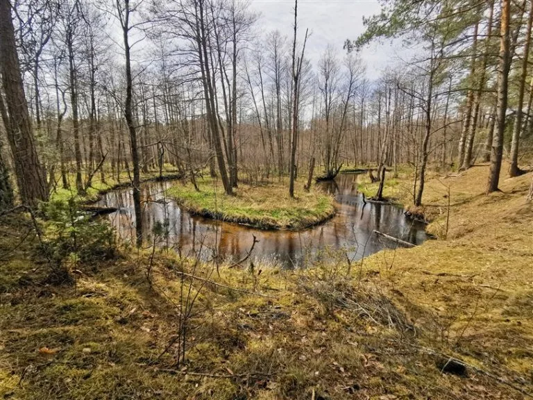 Read more about the article DZŪKIJOS ŠILŲ TAKELIAIS