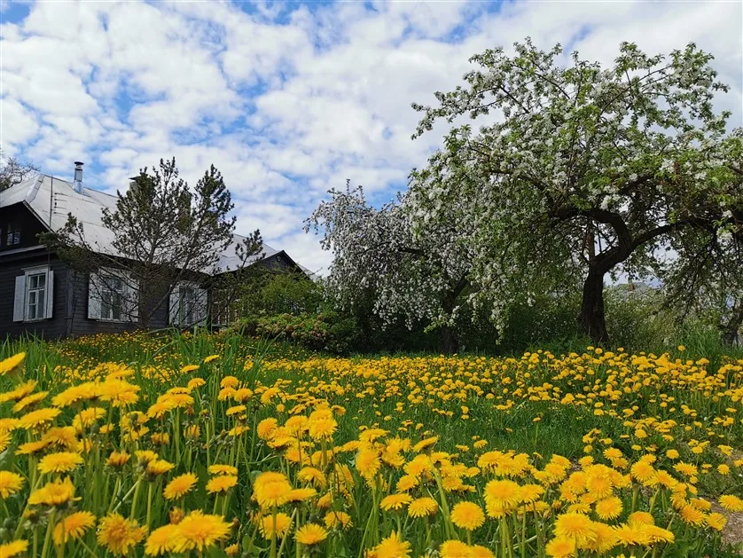 Read more about the article DVIRAČIAIS PO ANYKŠČIUS